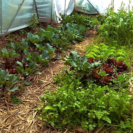 Arambha Ecovillage Farmstay Tabua  Экстерьер фото